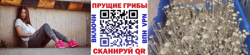 blacksprut онион Дубовка Галлюциногенные грибы Magic Shrooms